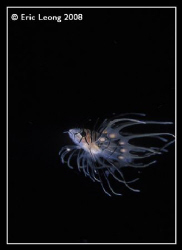 juv lionfish by Eric Leong 